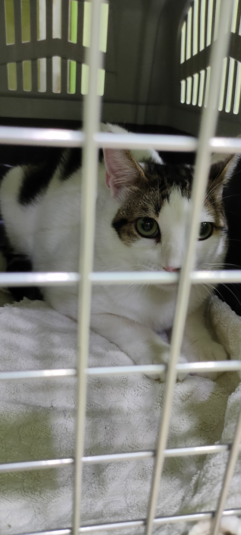 Clinica Veterinaria Zoopark