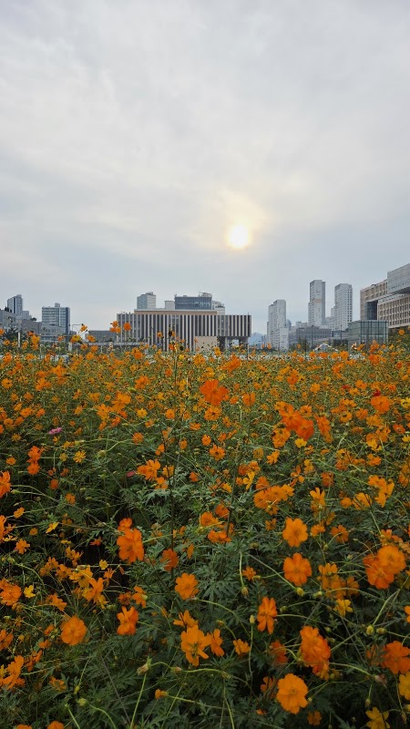Dosi Sangjing Square