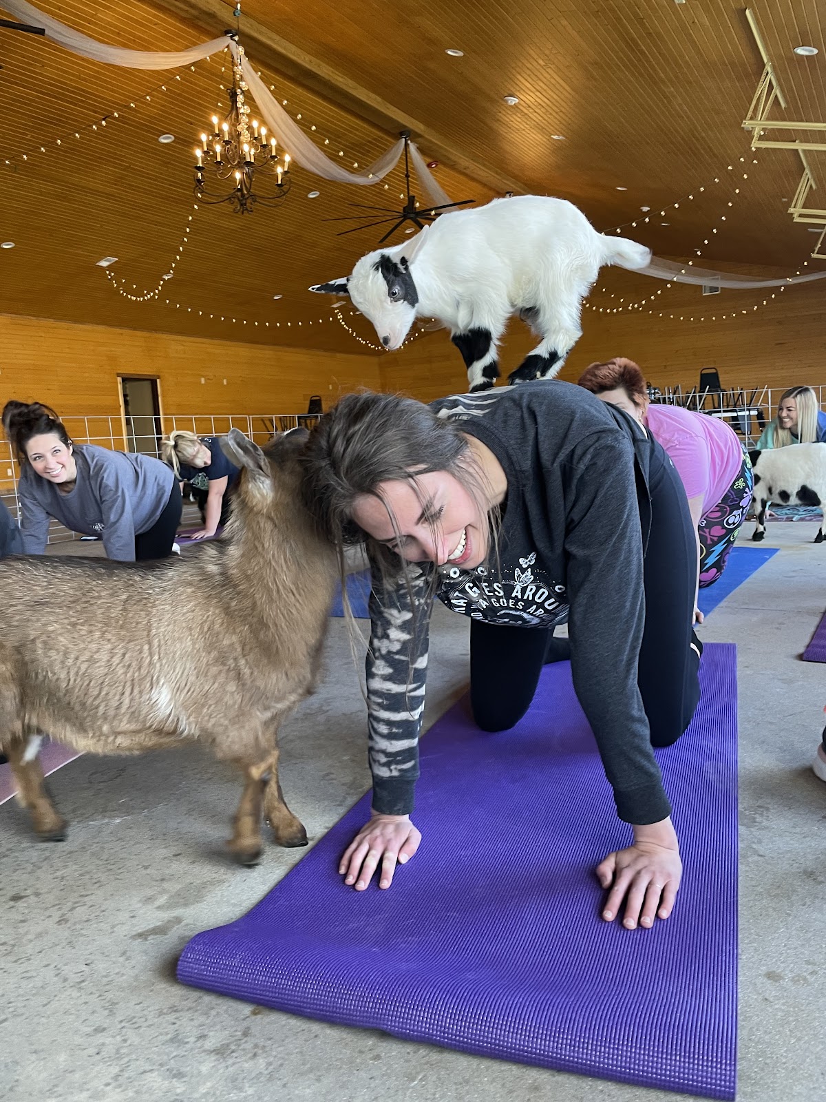 Goat Yoga of Southern IL photo 2