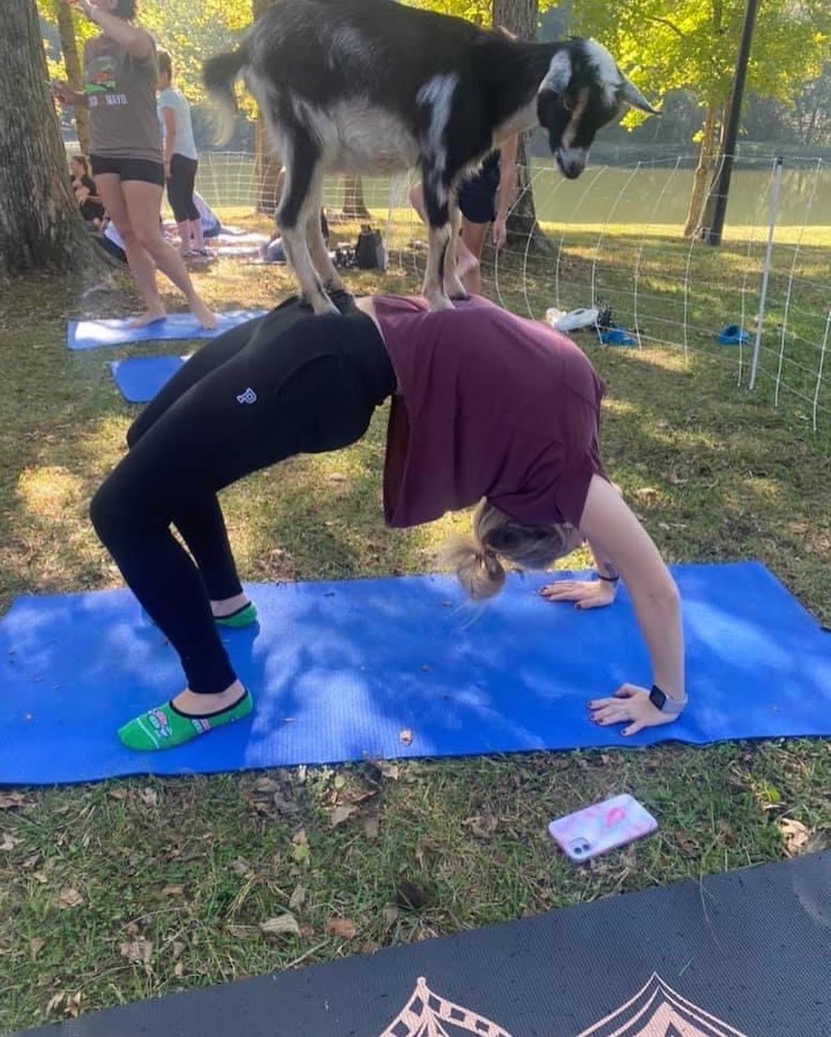 Goat Yoga of Southern IL photo 3