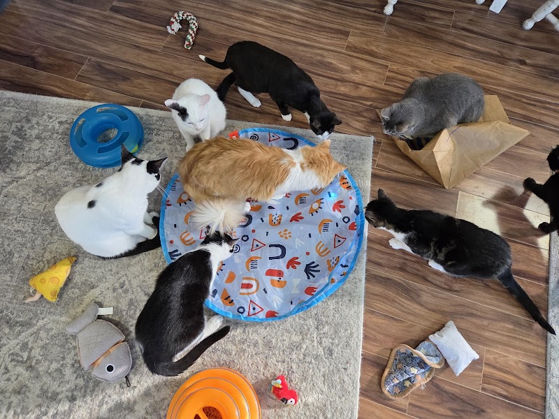 Kzoo Cat Cafe and Rescue