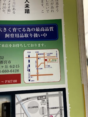 Dorcus アントラー