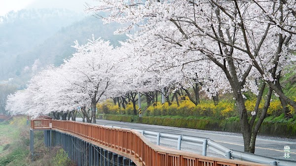 구례 섬진강 벚꽃길 (동해마을 벚꽃길) 1
