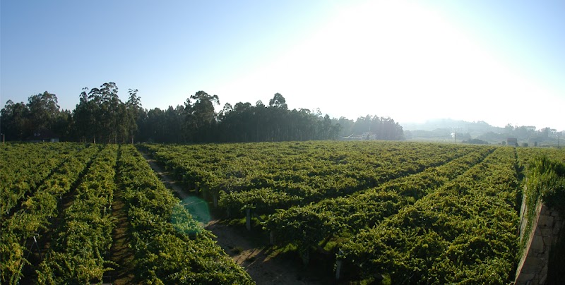 Bodega Condes de Albarei photo 5