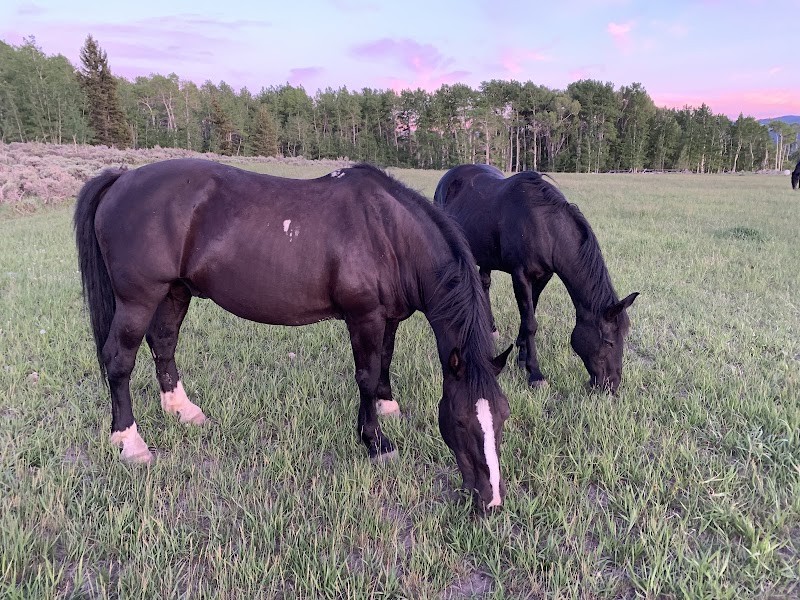 Absaroka Ranch - Photo 4
