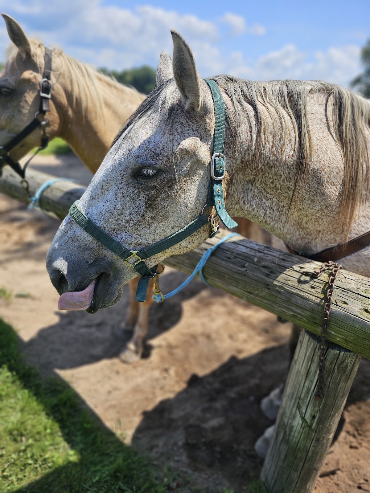 Stony Lake Stables 3