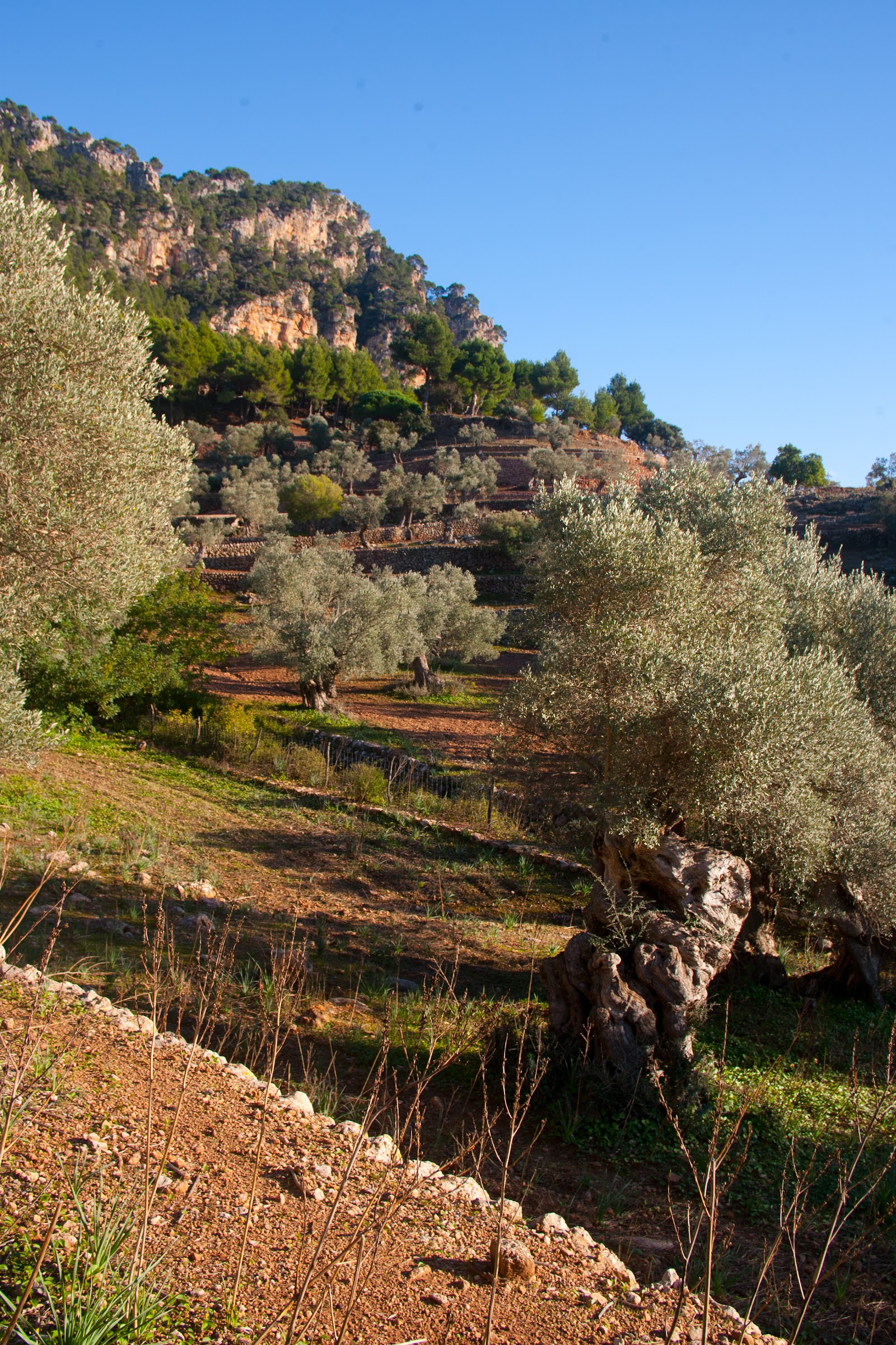 Son Moragues: Finca agrícola ecològica