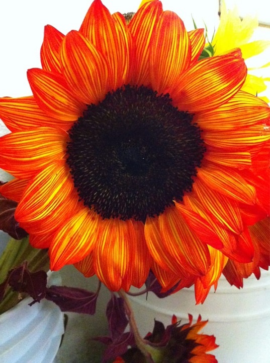 Travis Wholesale florists: Google Places image 2