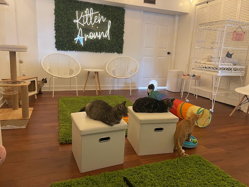 Kitten Around Cat Lounge