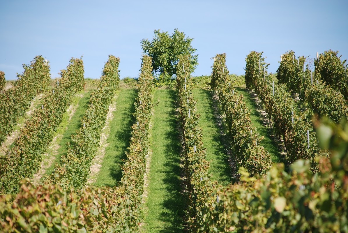 Domaine Louis de Vauclerc