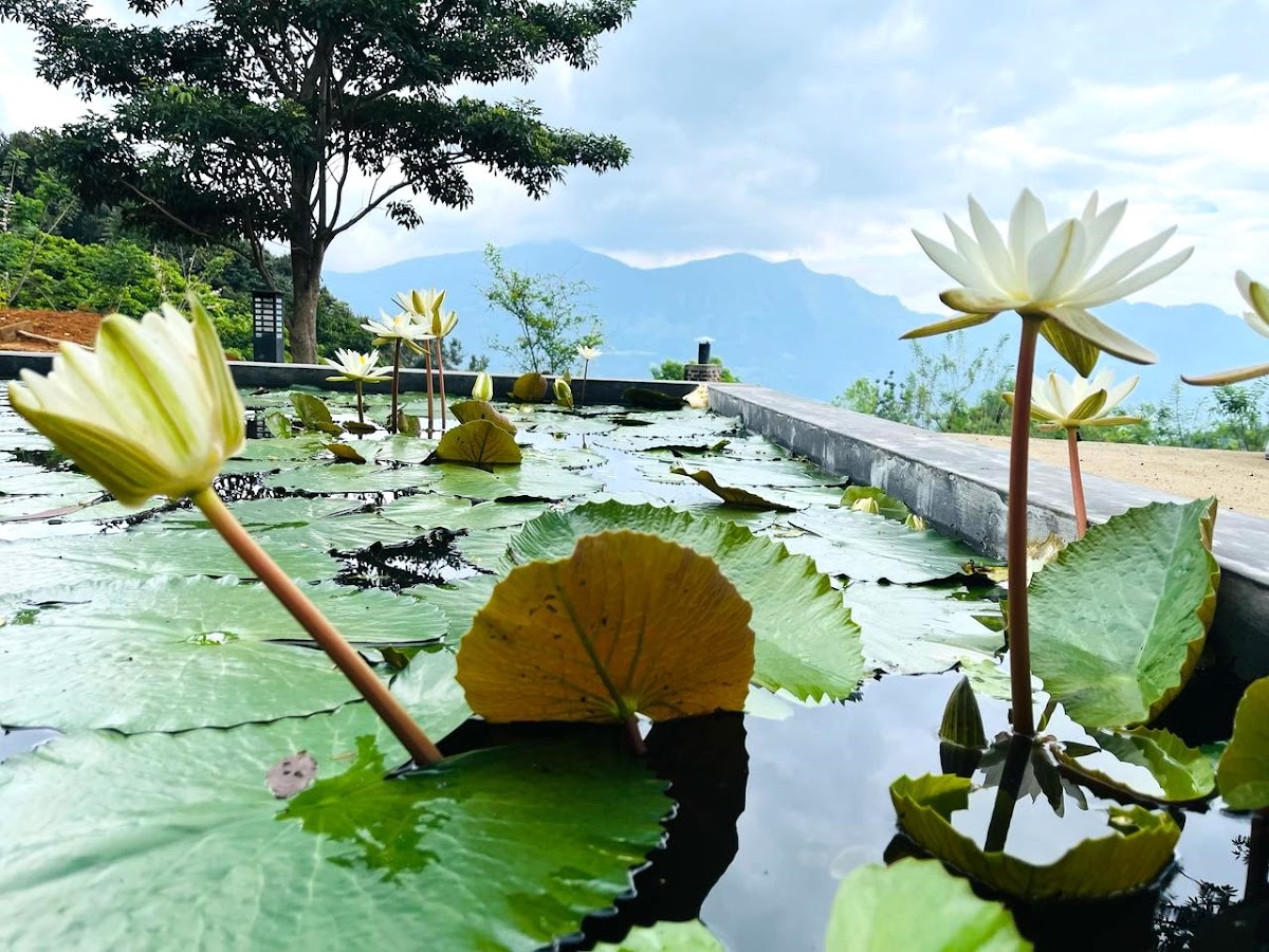 The Nisala Foundation - Center for Nisala Kriya Yoga