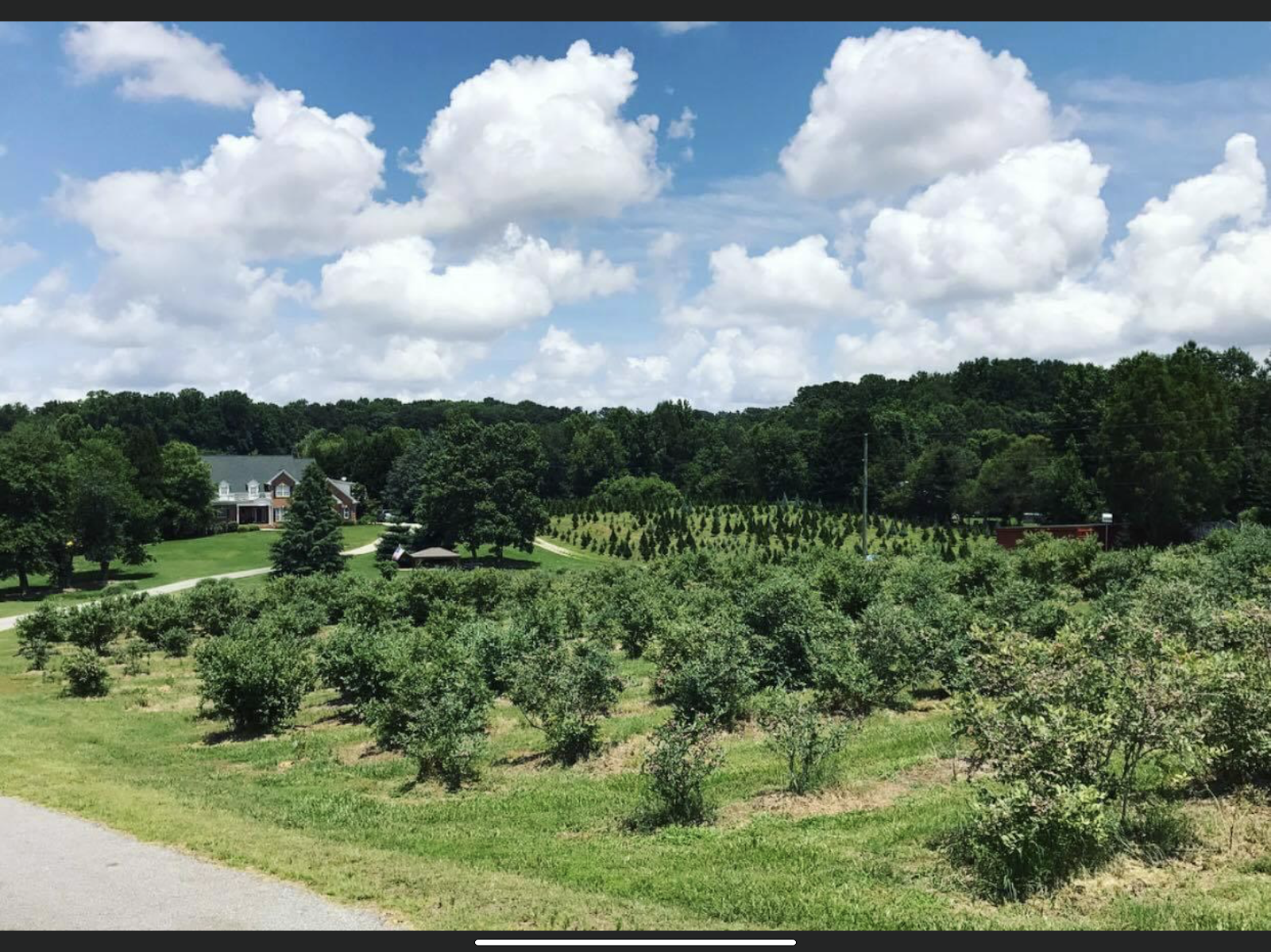 DJ's U-Pick Blueberry Farm