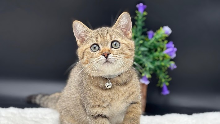 عيادة رعاية الحديثة البيطرية