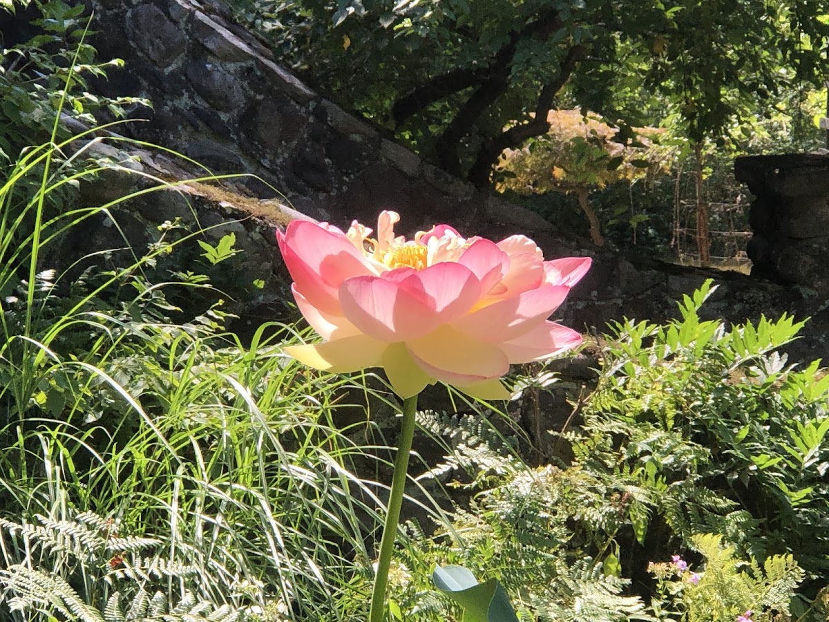 Matagiri Sri Aurobindo Center