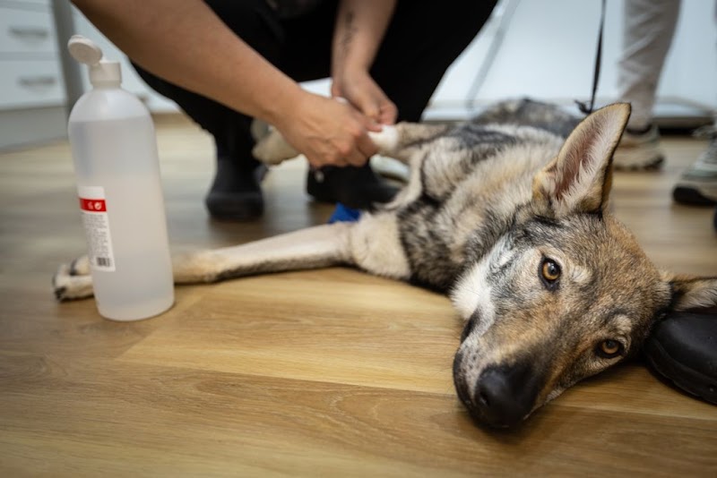 Ancana • Clínica Veterinaria