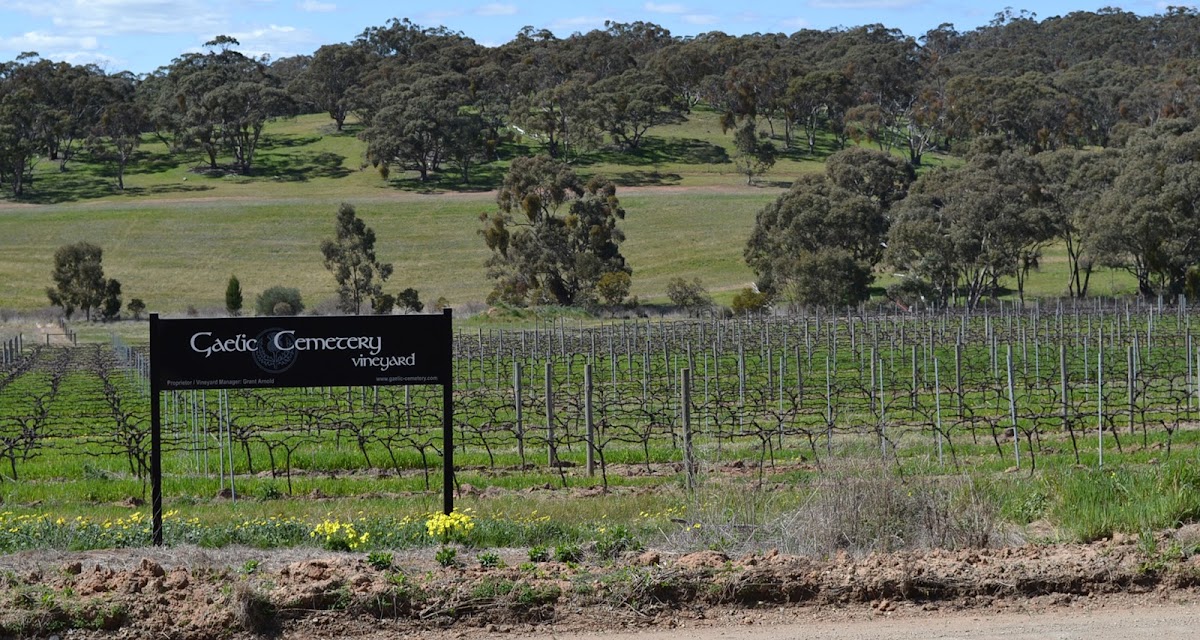 Gaelic Cemetery Vineyard
