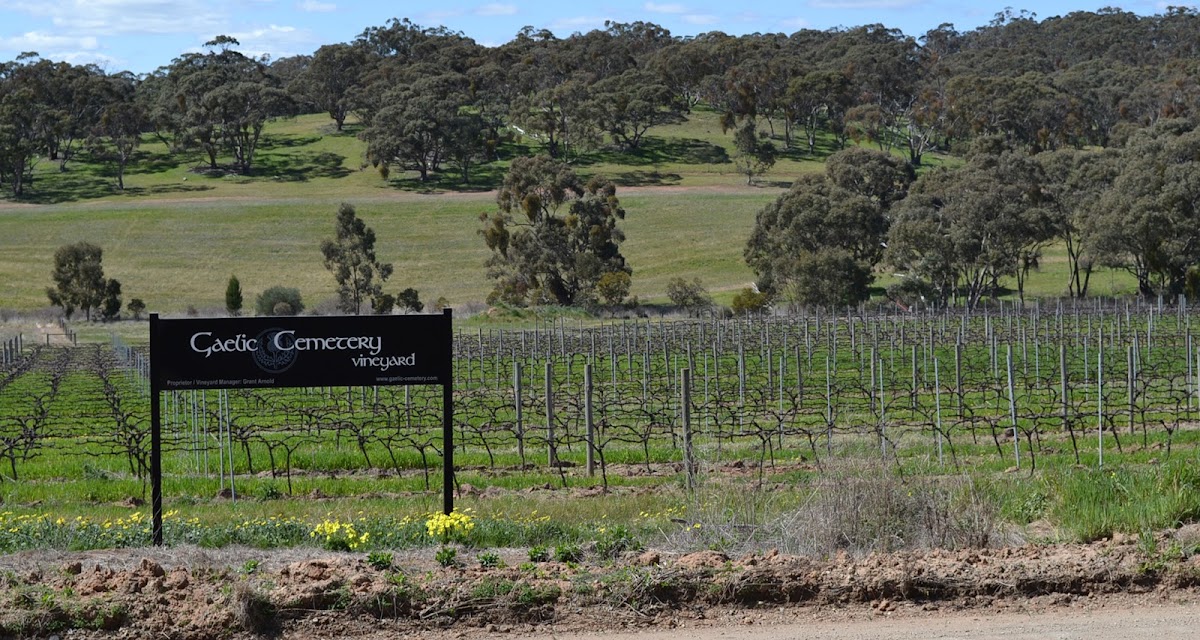Gaelic Cemetery Vineyard