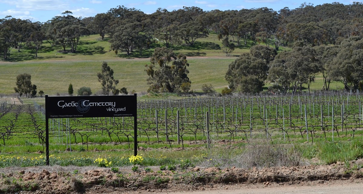 Gaelic Cemetery Vineyard