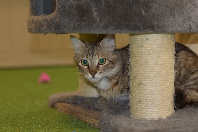 The Cat Vet בית חולים לחתולים בלבד, דר׳ שרון רגב