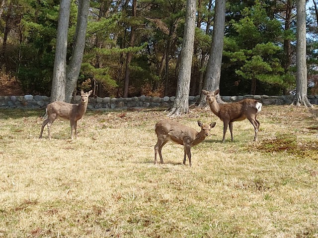 Ibaraki Kogen Country Club - Photo 10