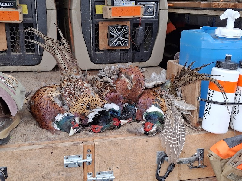 Luckiamute Valley Pheasants - Photo 1