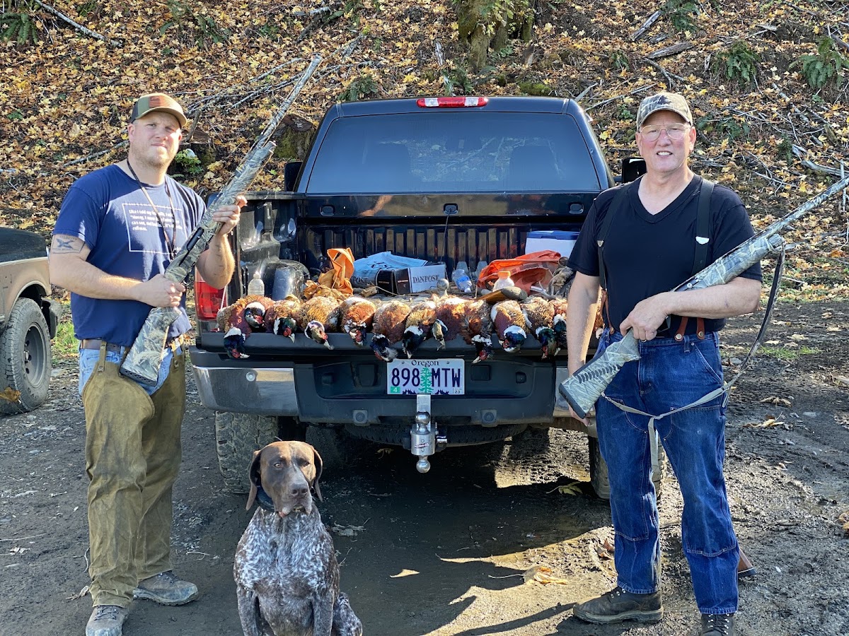 Luckiamute Valley Pheasants