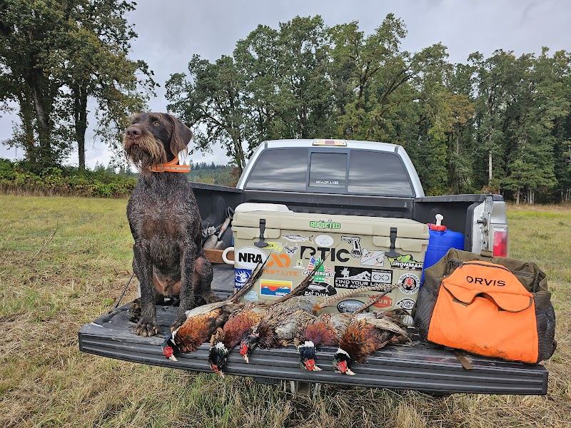Luckiamute Valley Pheasants - Photo 2