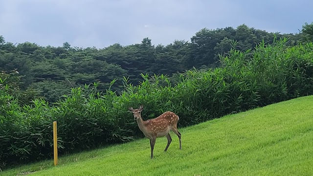 Aso Sky Blue Golf Resort - Photo 4