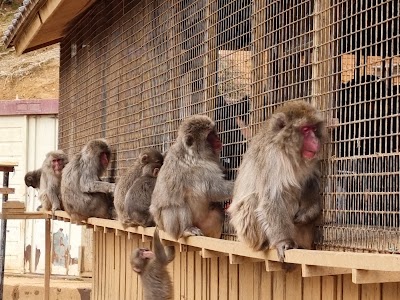 Arashiyama Monkey Park Iwatayama - 1