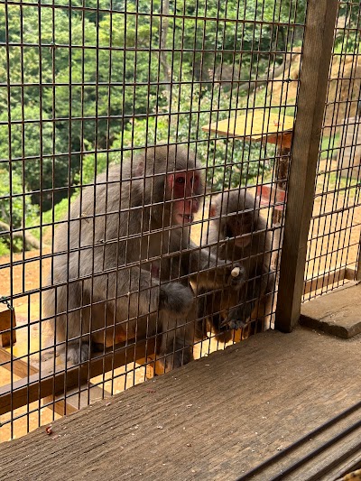 Arashiyama Monkey Park Iwatayama - 4