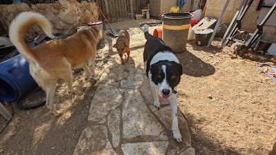 נעמי השמרכלבית - Naomi the Dogsitter