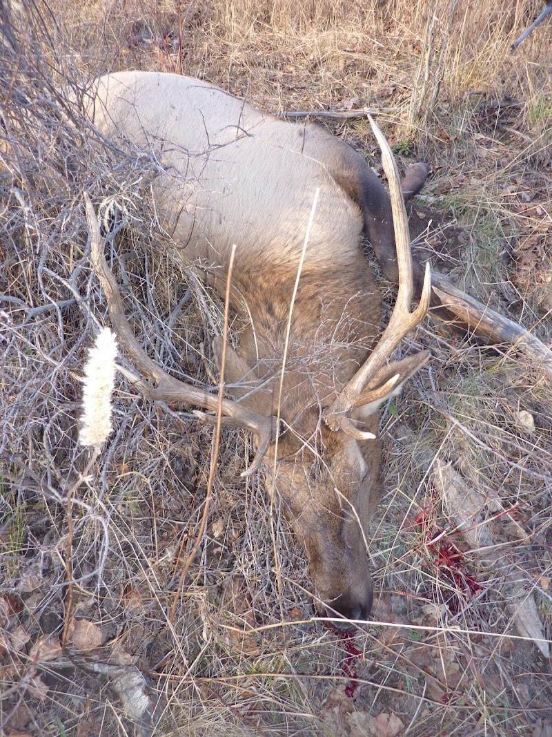 Bearcat Outfitters-Colorado Elk Hunting Outfitters - Photo 6