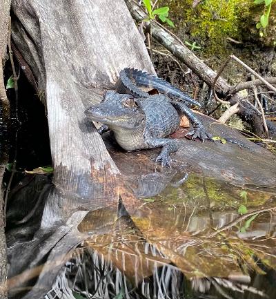 Tour The Glades - Private Wildlife Tours
