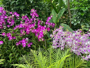 Singapore Botanic Gardens