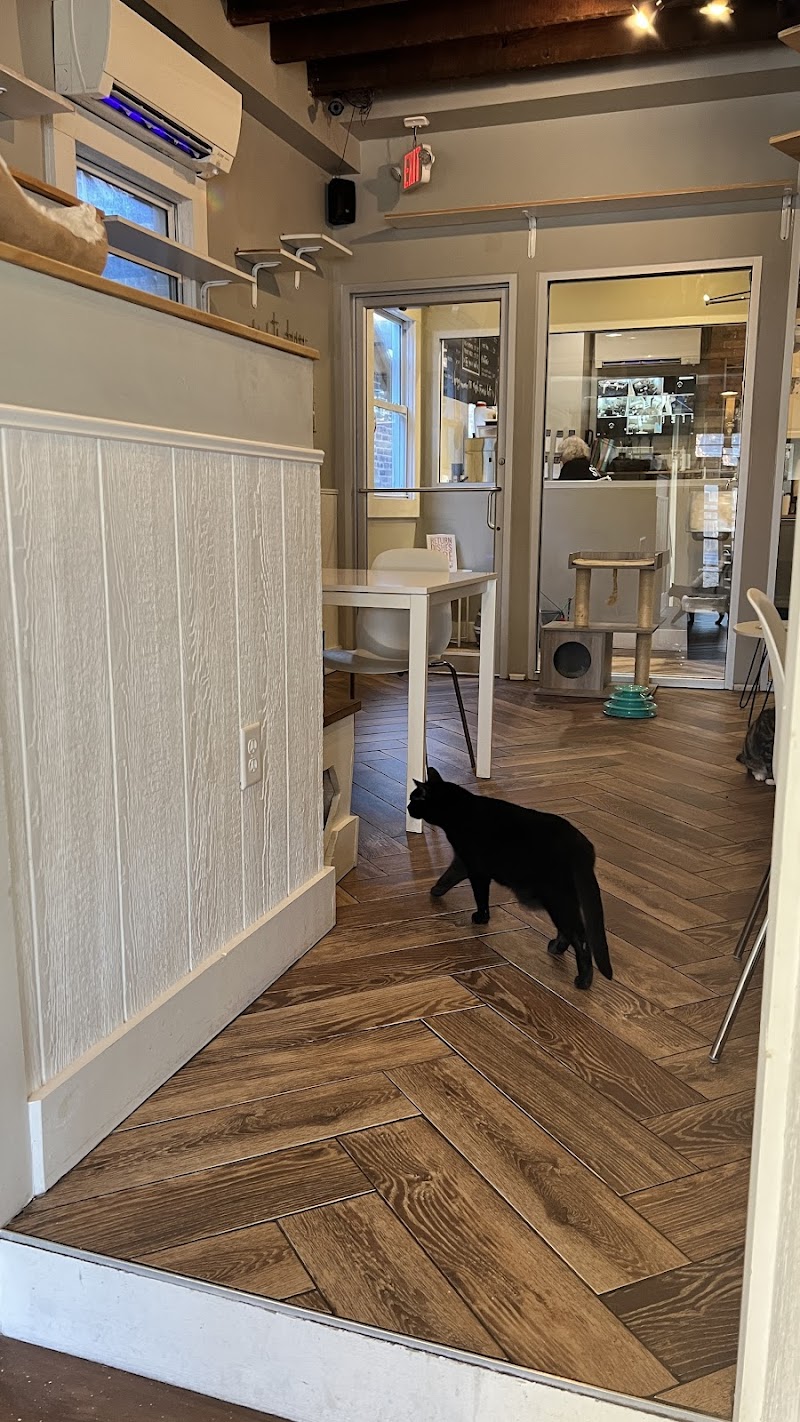 Gem City Catfe photo 4