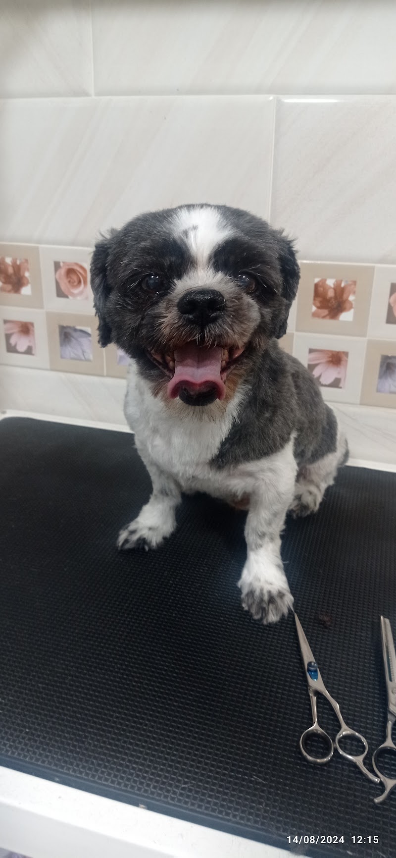 peluqueria canina MORAVET