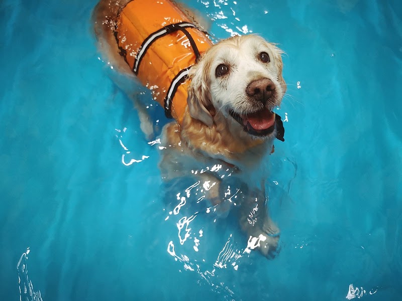 Amodiño Rehabilitacion & Fisioterapia Veterinaria