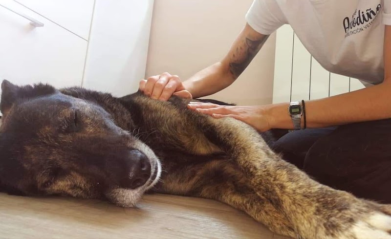 Amodiño Rehabilitacion & Fisioterapia Veterinaria photo 2