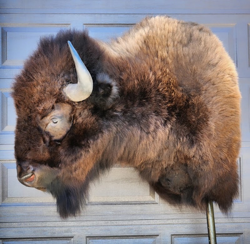 Apex Wildlife Studio - Photo 3