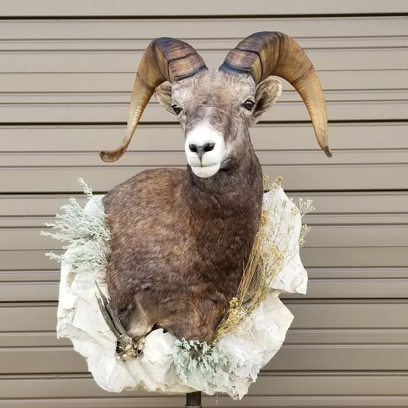Apex Wildlife Studio - Photo 4