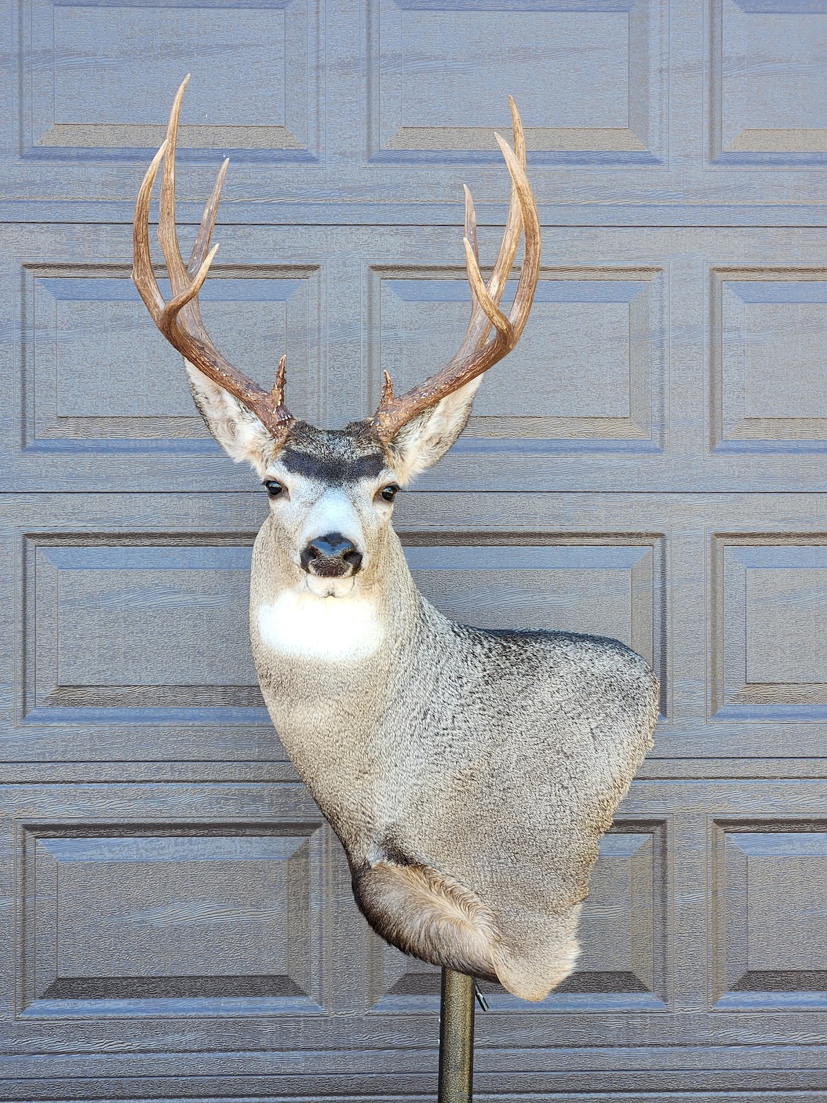 Apex Wildlife Studio