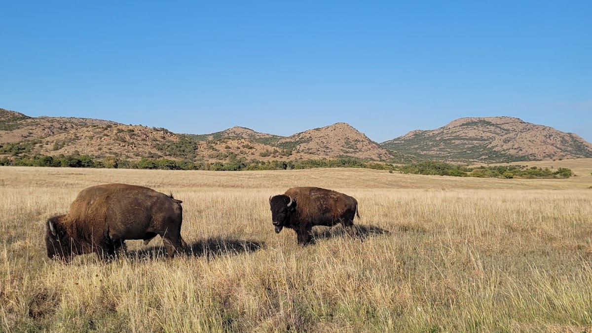 Wichita Mountains Wildlife Refuge