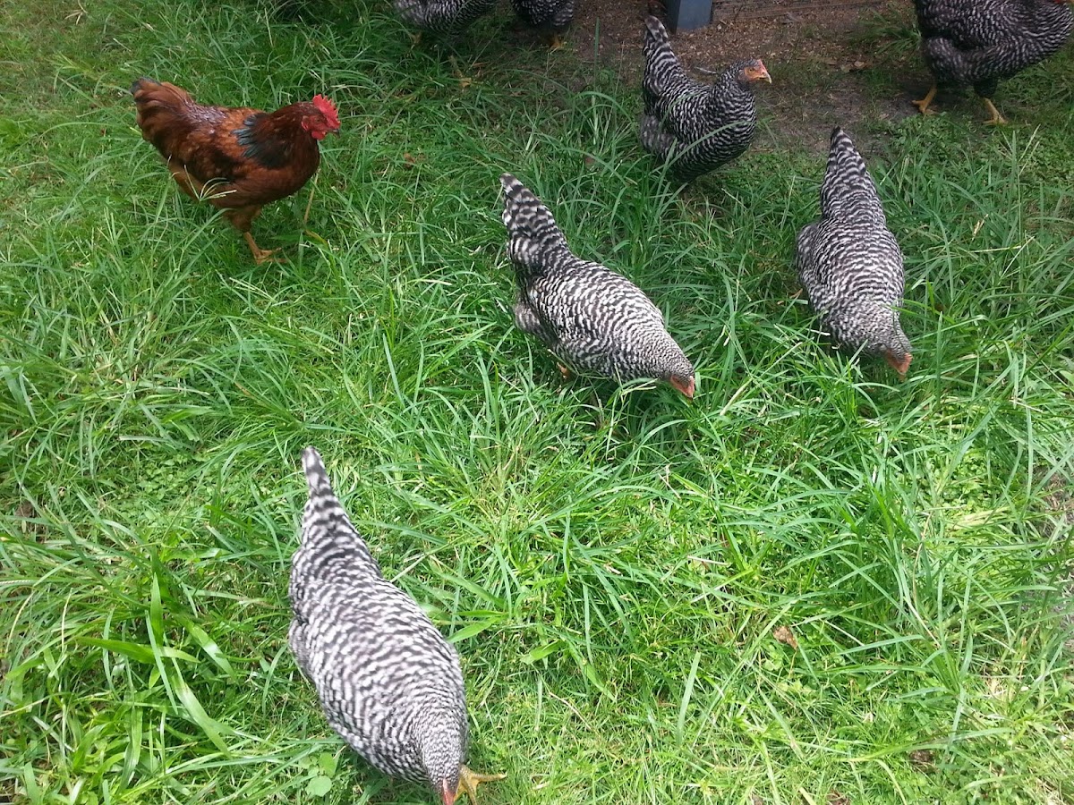 Green Acres Farm Oviedo (By Appointment Only)
