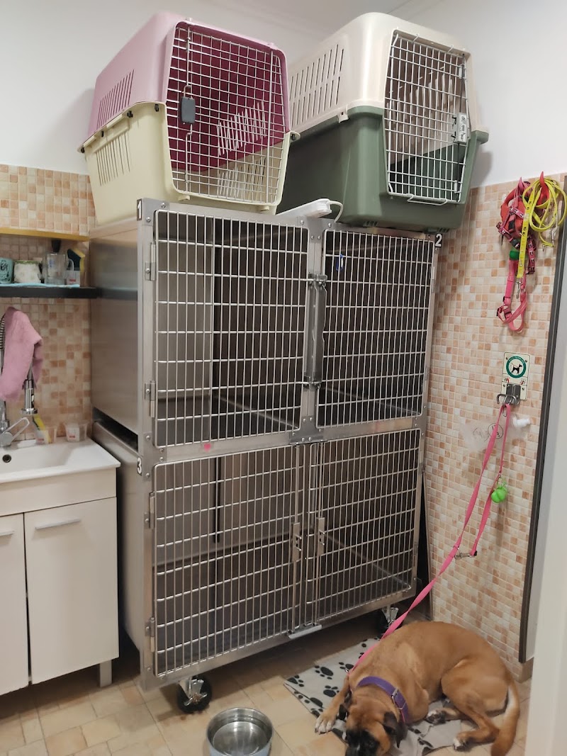 Veterinario Clínica Santa Icia photo 2