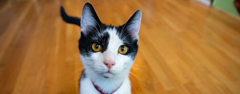 Crooked Tail Cat Cafe - Greensboro