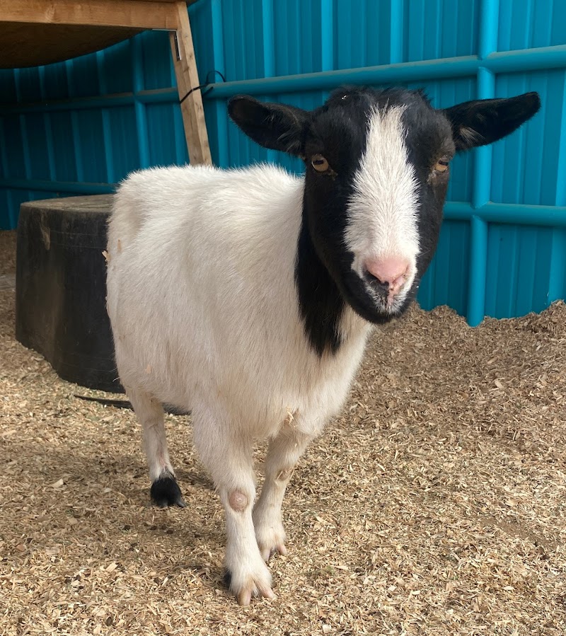 Press Paws Ranch Retreat