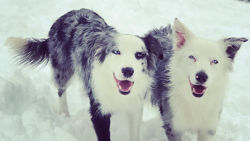 CENTRO CLÍNICO VETERINARIO ÁLVARO NAVA