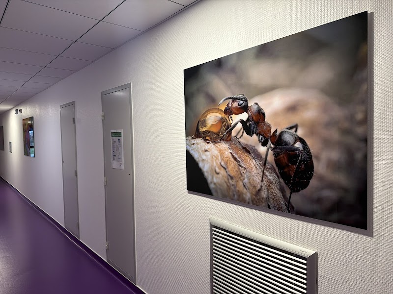 La Clinique Du Sommeil - Dr Scherer Manon - Médecin somnologue - Polysomnographie - traitement des troubles du sommeil