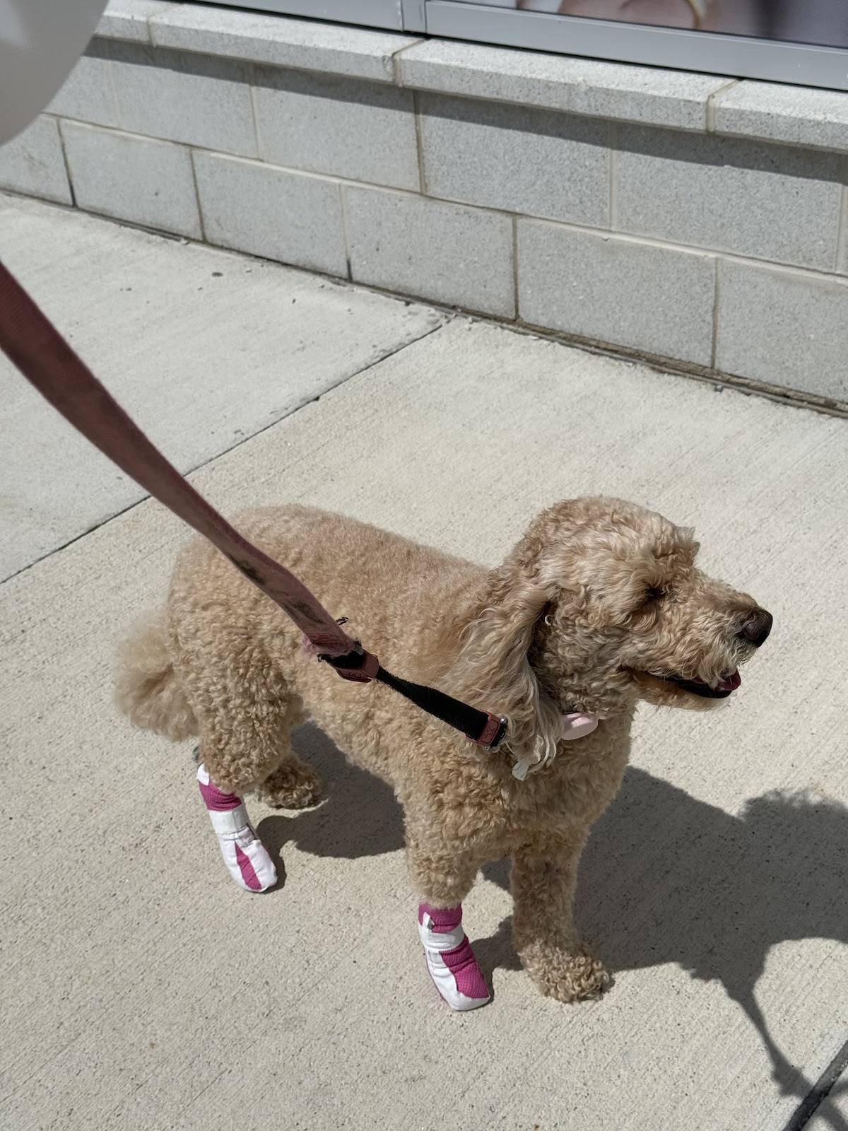 Mayfield Animal Hospital