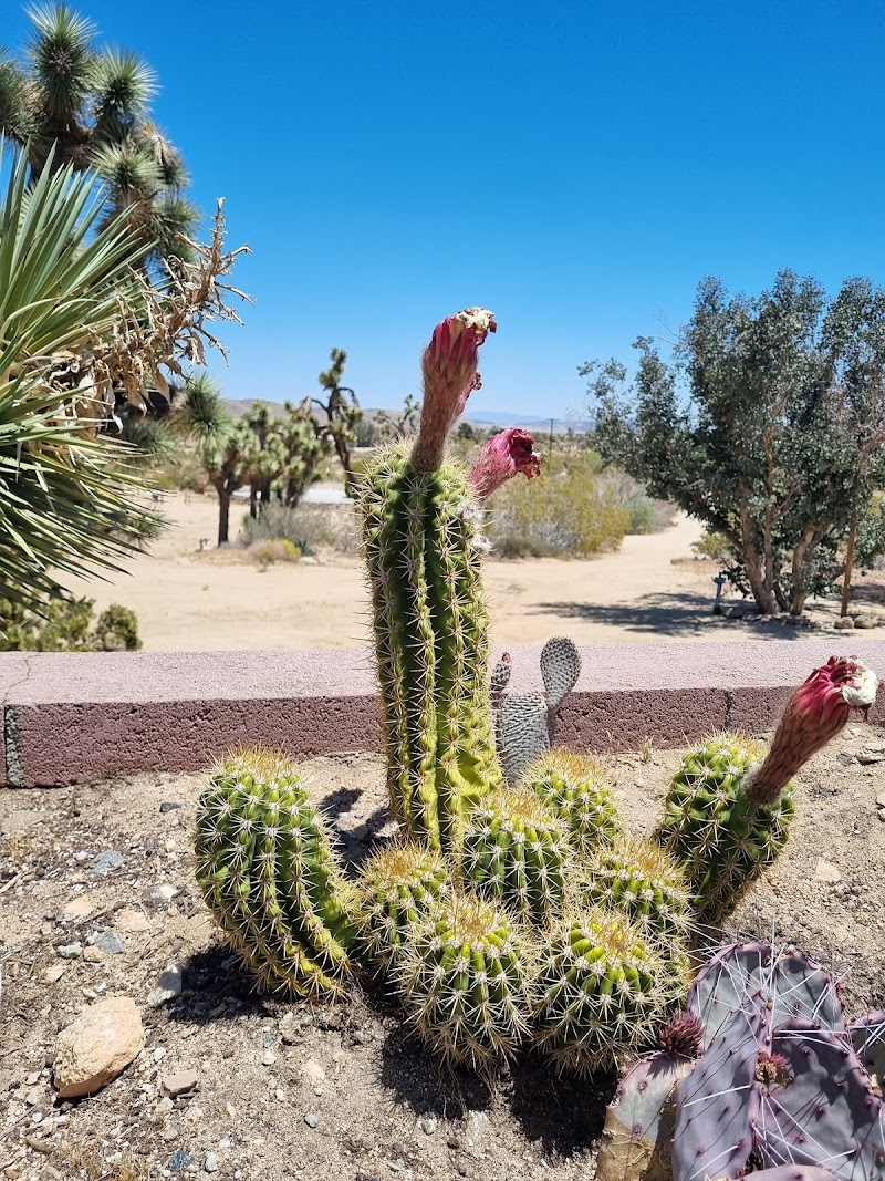 Institute of Mentalphysics aka Joshua Tree Retreat Center photo 1